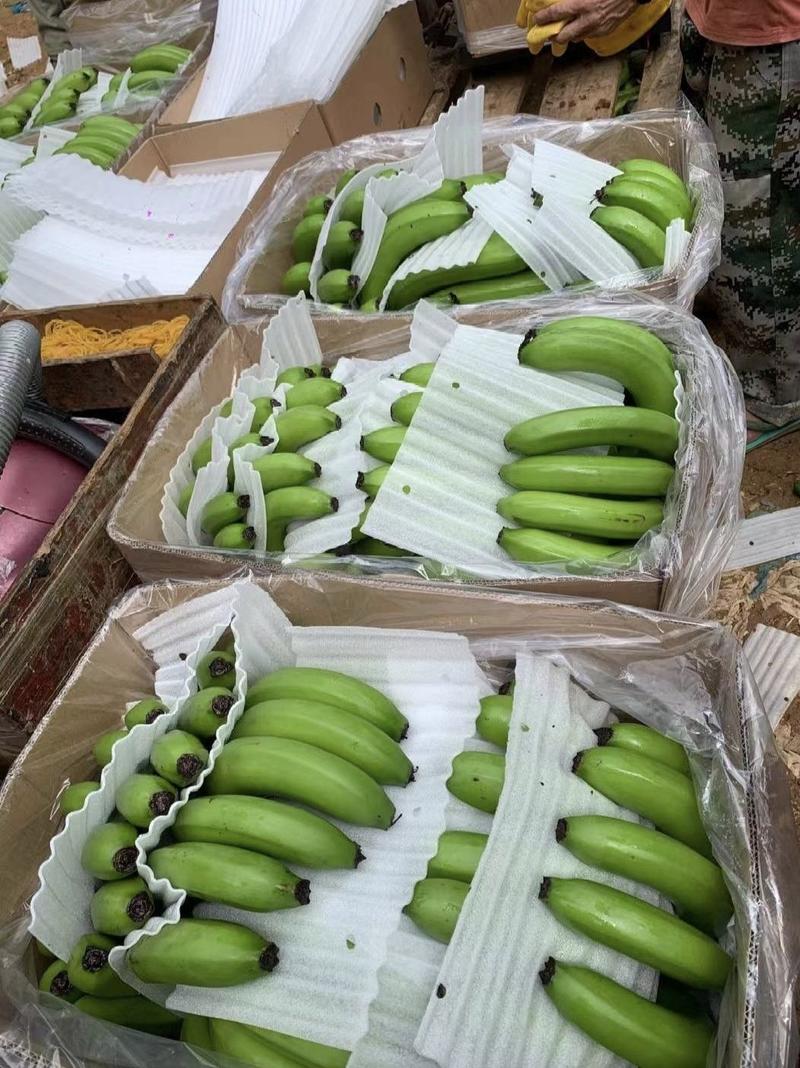 【推荐】云南红河精品香蕉一手货源产地直发全国可发货