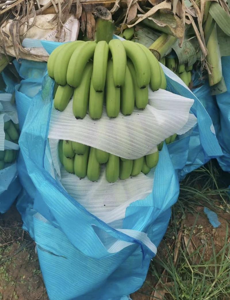 【推荐】云南红河精品香蕉一手货源产地直发全国可发货
