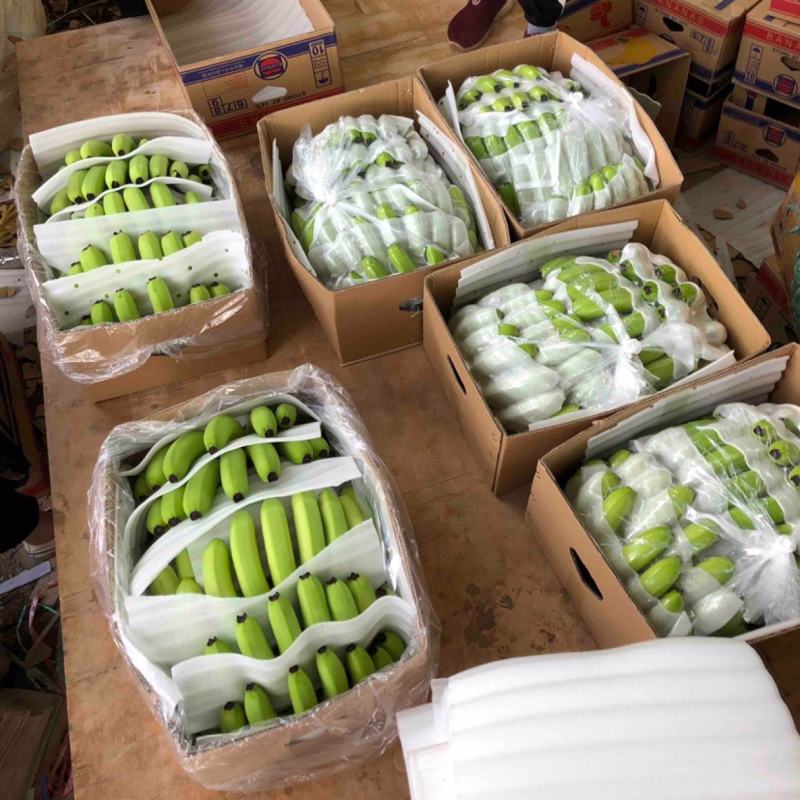 【推荐】云南红河精品香蕉一手货源产地直发全国可发货