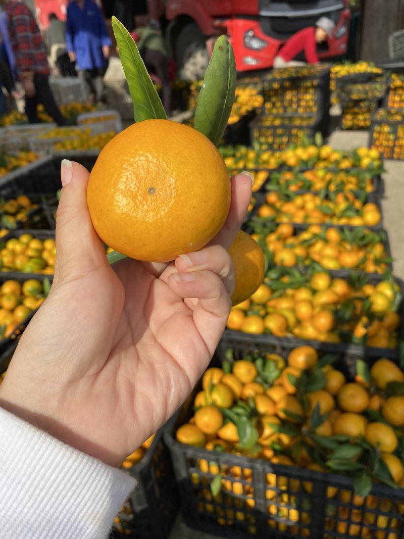 【诚信优选】蜜橘️产地直供量大从优视频看货