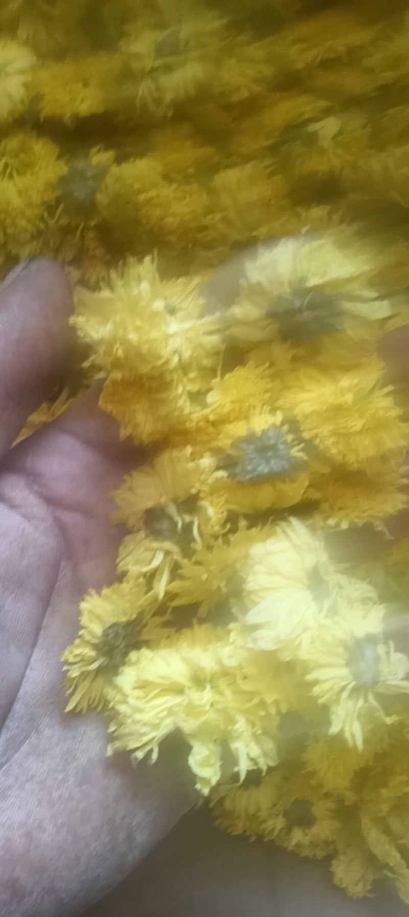 【大量供应】菊花茶婺源黄菊全国发货量大从优