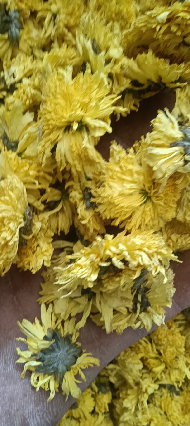 【大量供应】菊花茶婺源黄菊全国发货量大从优