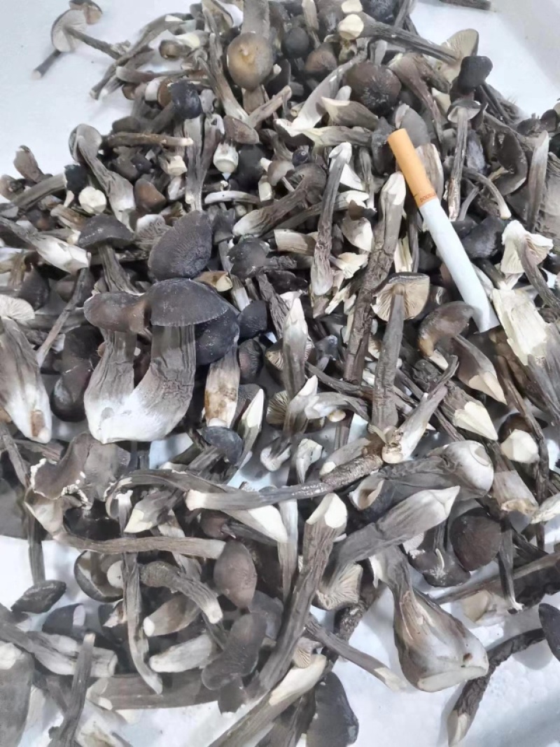 FD冻干黑皮鸡枞4级-5级，鸡枞，冻干鸡枞免洗