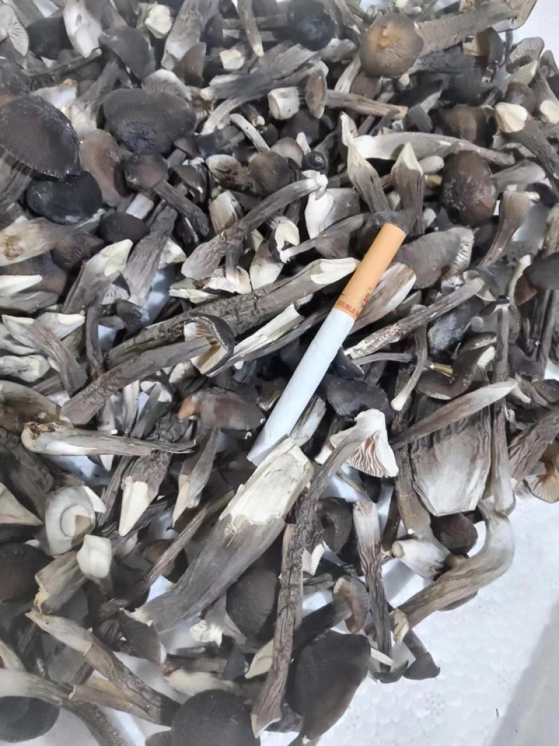 FD冻干黑皮鸡枞4级-5级，鸡枞，冻干鸡枞免洗