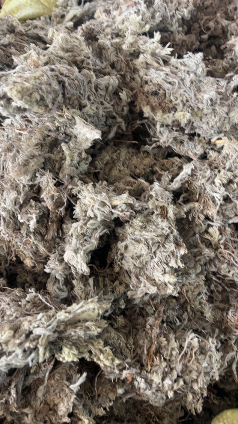 绵茵陈茵陈一公斤起发~…