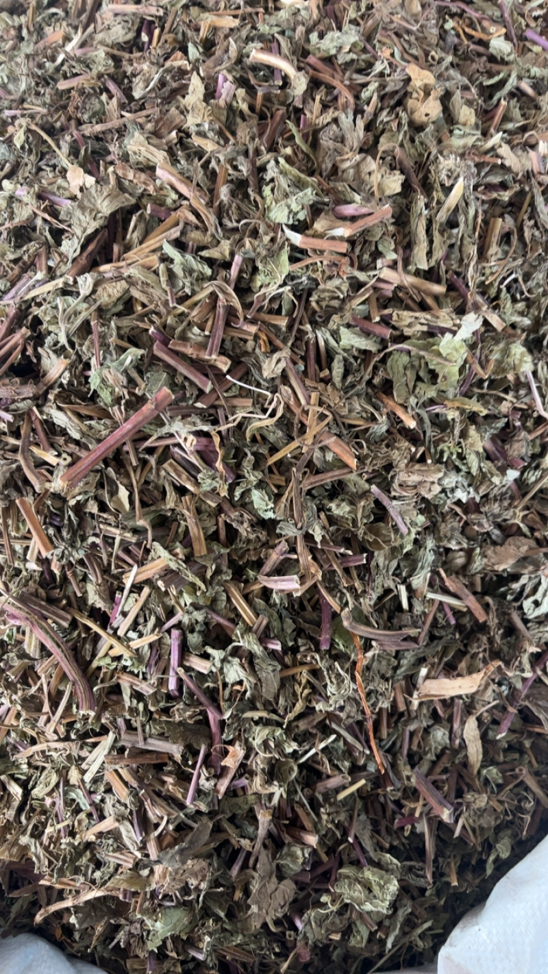 薄荷薄荷切段