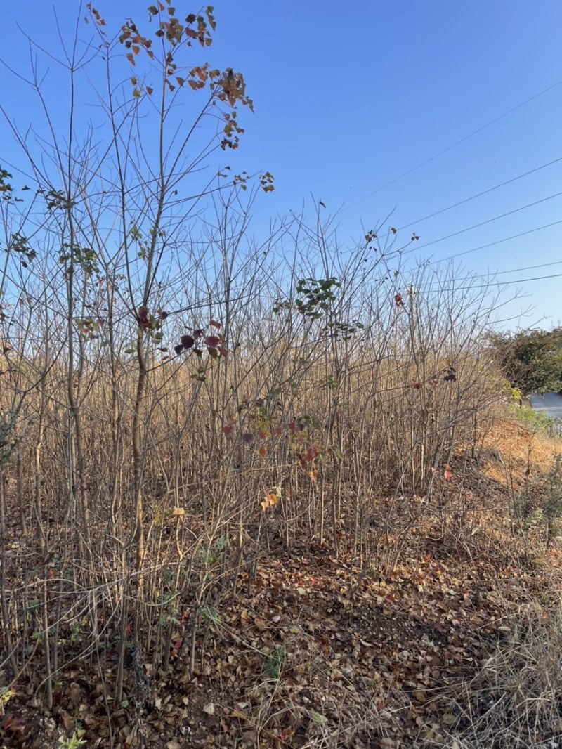 乌桕绿化苗木风景树苗木