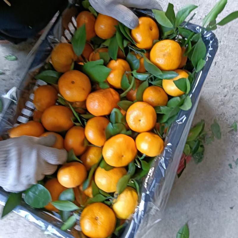 新余蜜橘，本地早，南丰蜜桔，个头大，皮细肉嫩，很甜很好吃