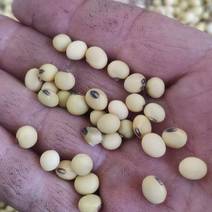 黄豆，老品种黑脐黄豆，非转基因大豆，农家少量自产