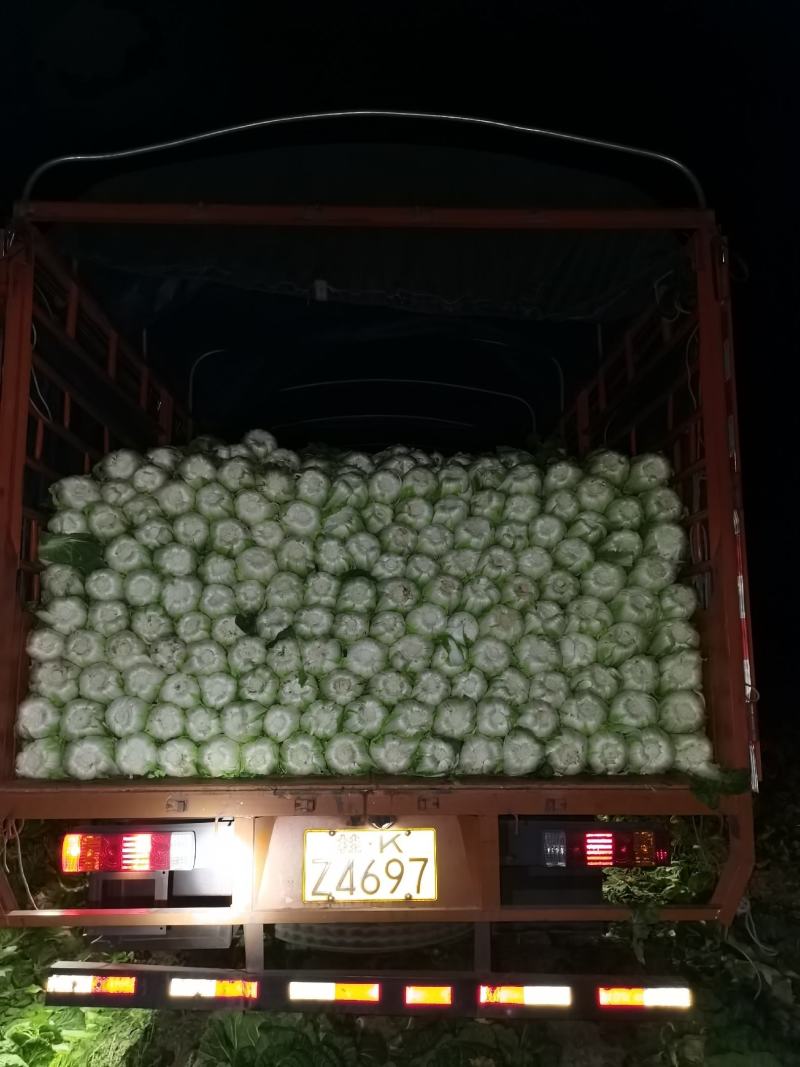 广西横县黄心白菜，大量上市，产地直发，量大从优