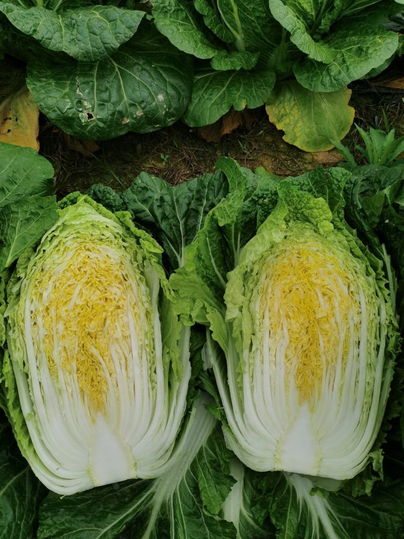 广西横县黄心白菜，大量上市，产地直发，量大从优