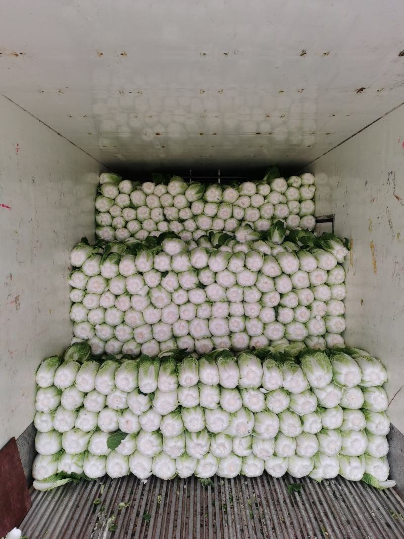 广西横县黄心白菜，大量上市，产地直发，量大从优
