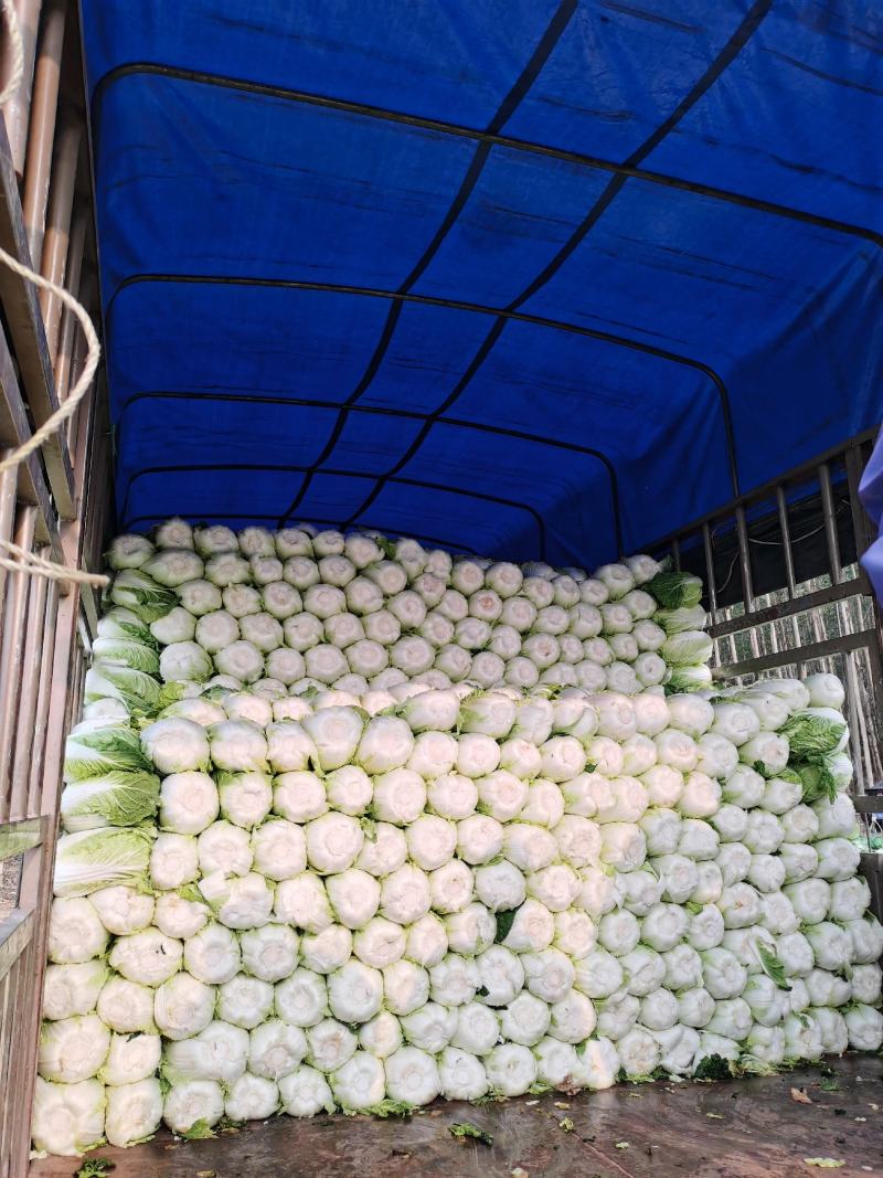 广西横县黄心白菜，大量上市，产地直发，量大从优