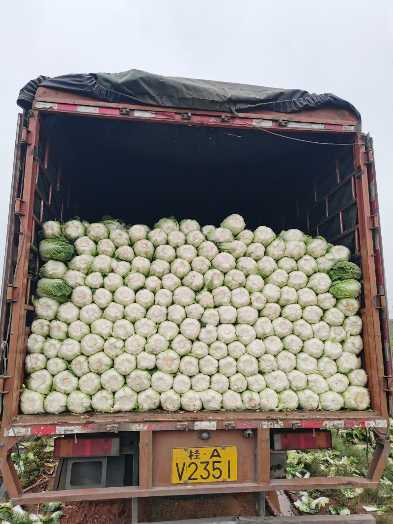 广西横县黄心白菜，大量上市，产地直发，量大从优