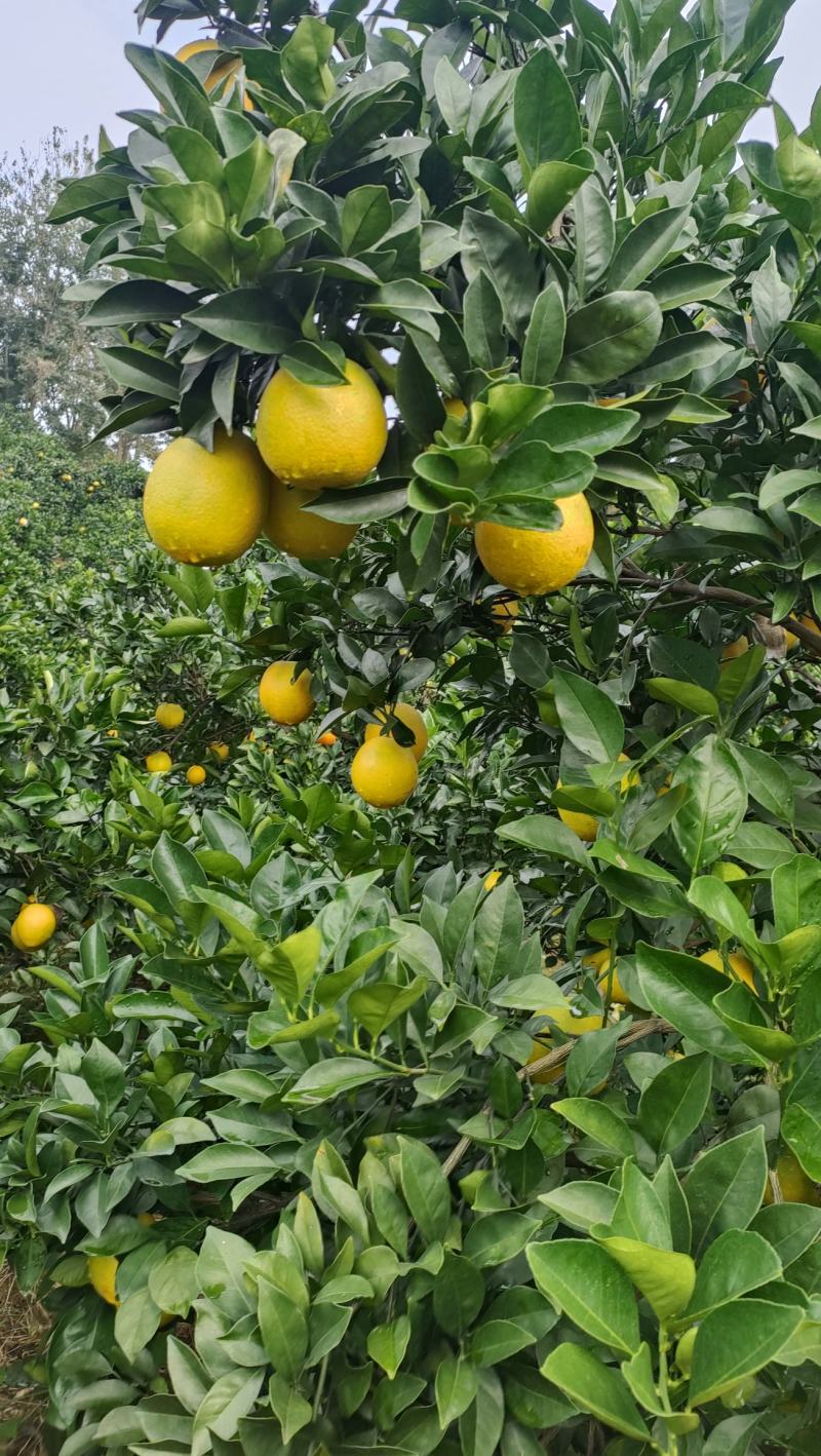 精品脐橙一手货源皮薄多汁量大从优质量保证欢迎咨询