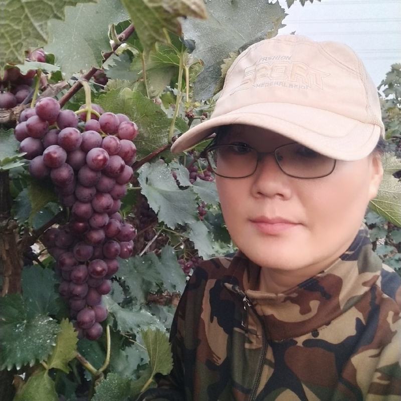 巨峰葡萄苗:大粒晚熟，自家园子产的条繁育，品种纯质量好