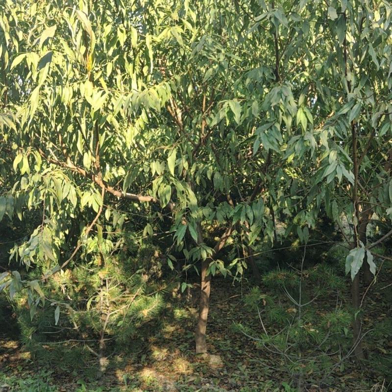 红叶碧桃碧桃树红叶碧桃5—8公分碧桃树厂家直销