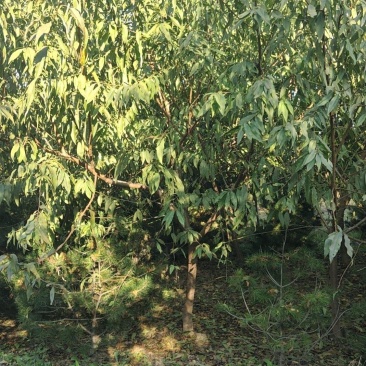 红叶碧桃碧桃树红叶碧桃5—8公分碧桃树厂家直销