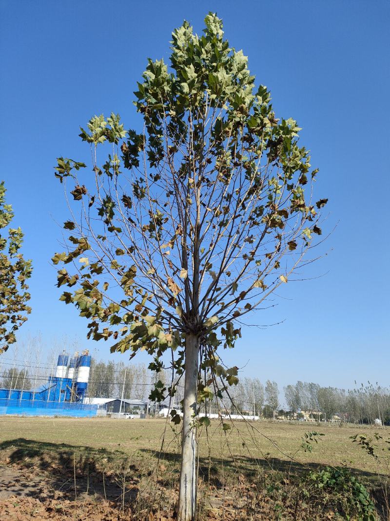 山东悬铃基地直供现挖现发好养耐活规格齐全品质保证
