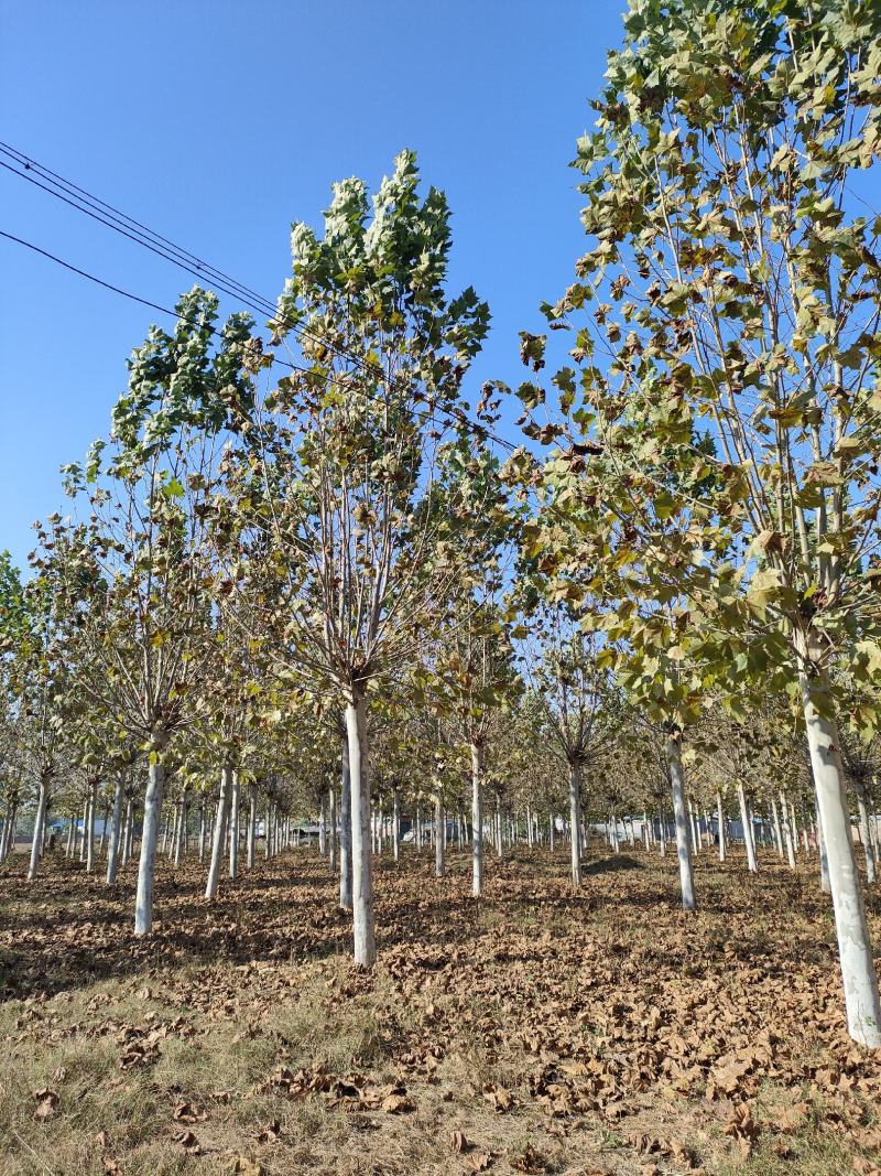 山东悬铃基地直供现挖现发好养耐活规格齐全品质保证