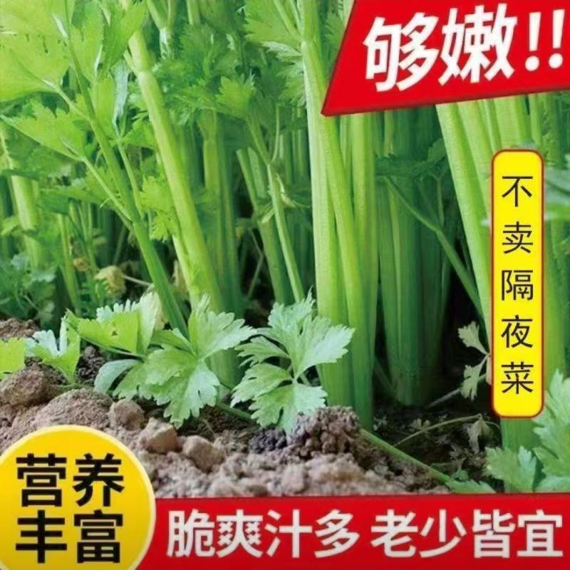 陕西西芹大量供应，全年有货，货源充足，产地直销，欢迎采购