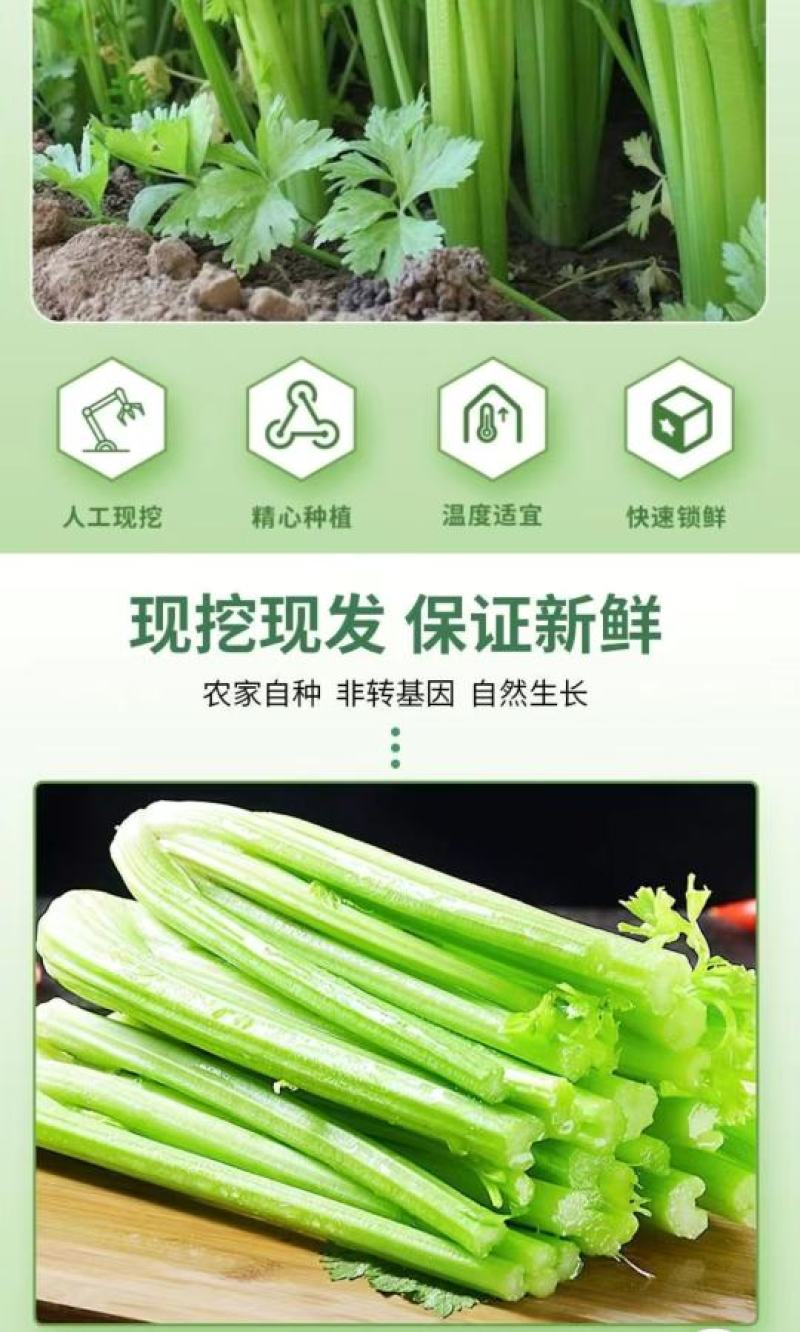 陕西西芹大量供应，全年有货，货源充足，产地直销，欢迎采购