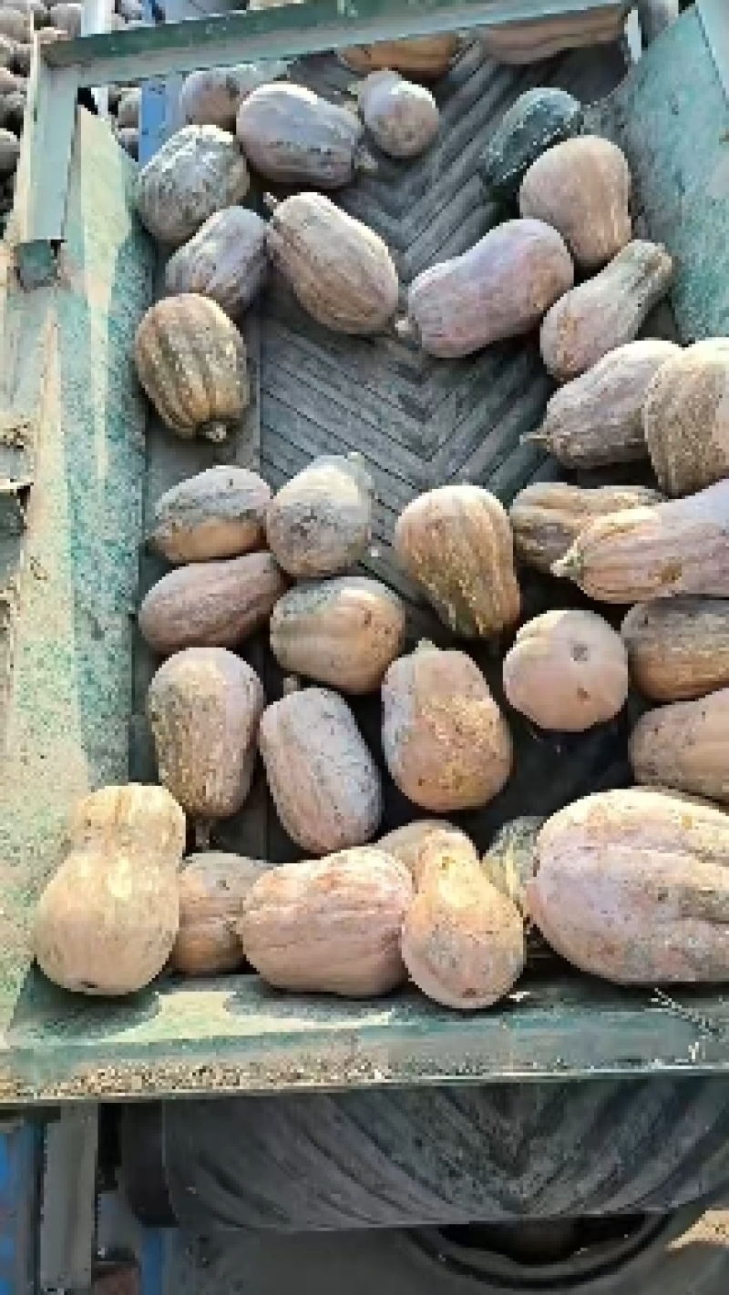 养殖南瓜大量现货供应需要的老板联系可以喂猪喂牛喂羊喂鸡鸭