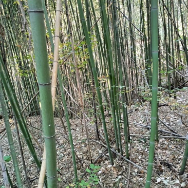 百亩大棚竹。钢竹抛售。一