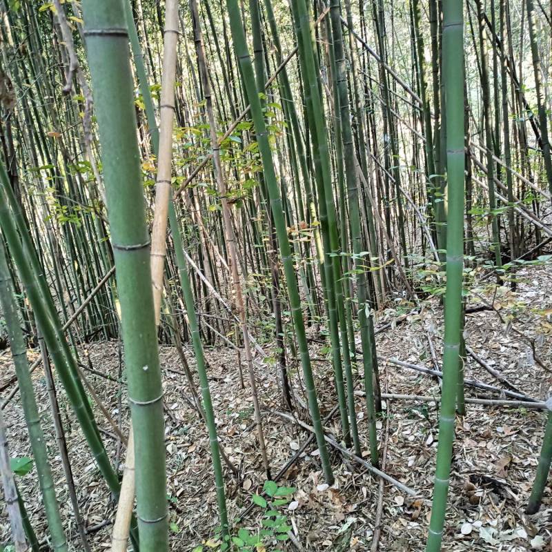 百亩大棚竹。钢竹抛售。一