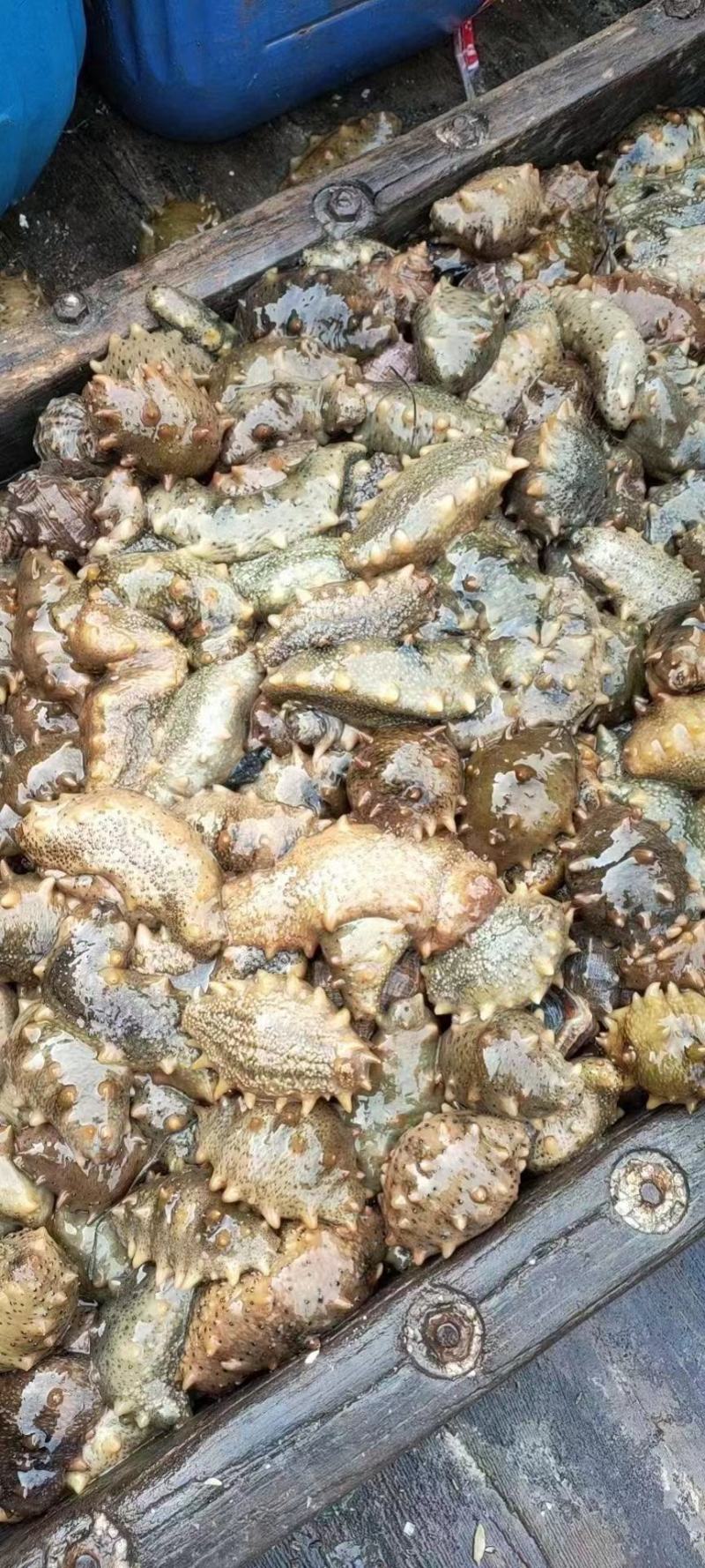 海参干货，淡干海参辽刺参非即食海参，品质保证，欢迎来电