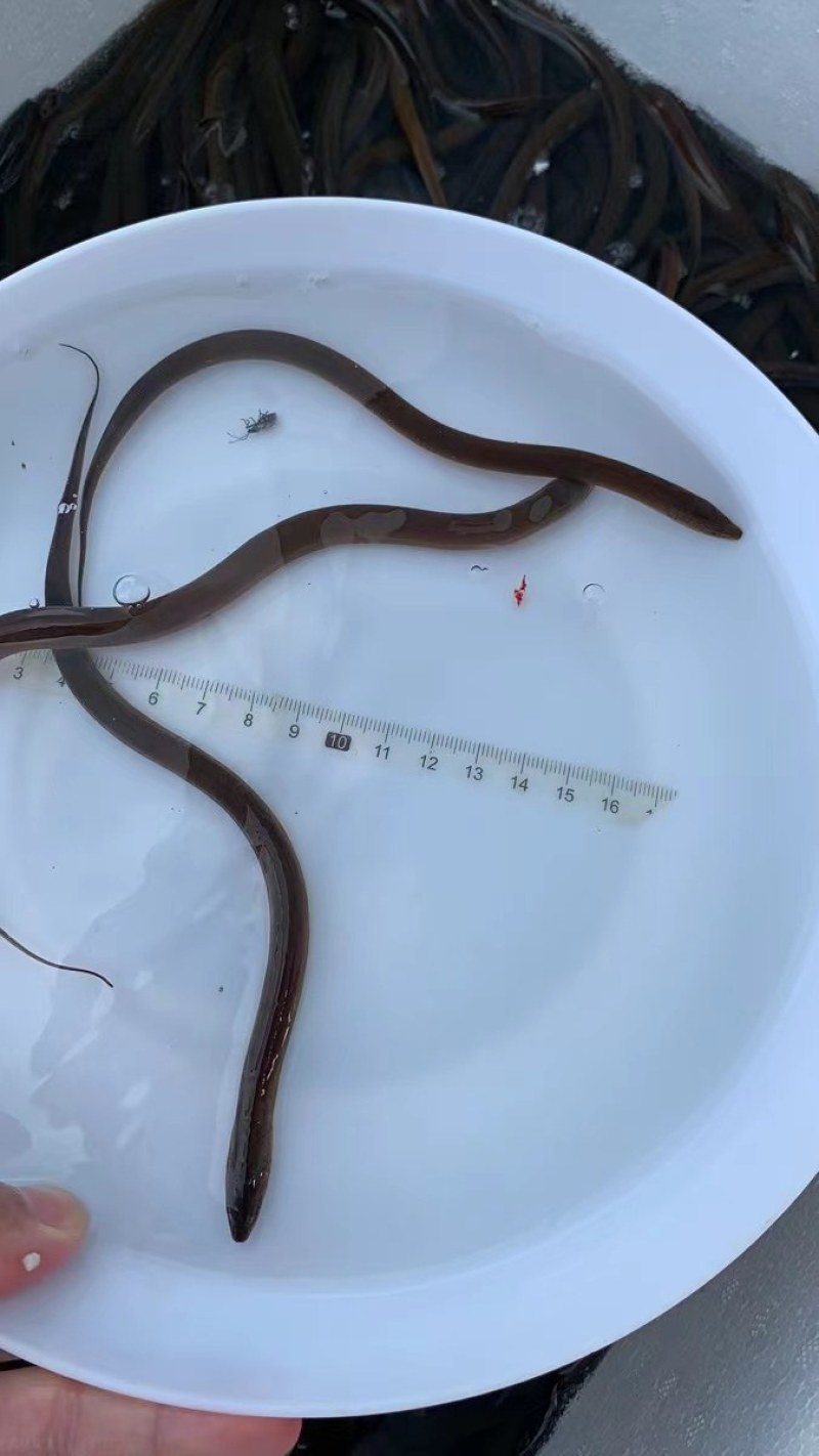 精选优质黄鳝鱼苗淡水养殖存活率高适应能力强