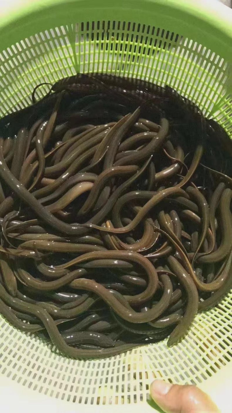 精选优质黄鳝鱼苗淡水养殖存活率高适应能力强