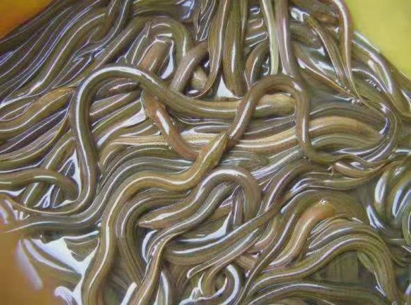精选优质黄鳝鱼苗淡水养殖存活率高适应能力强