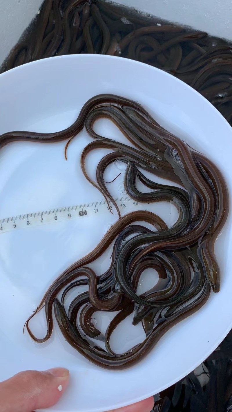 精选优质黄鳝鱼苗淡水养殖存活率高适应能力强