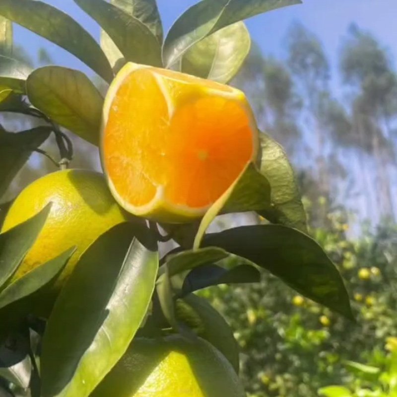正宗红江橙
