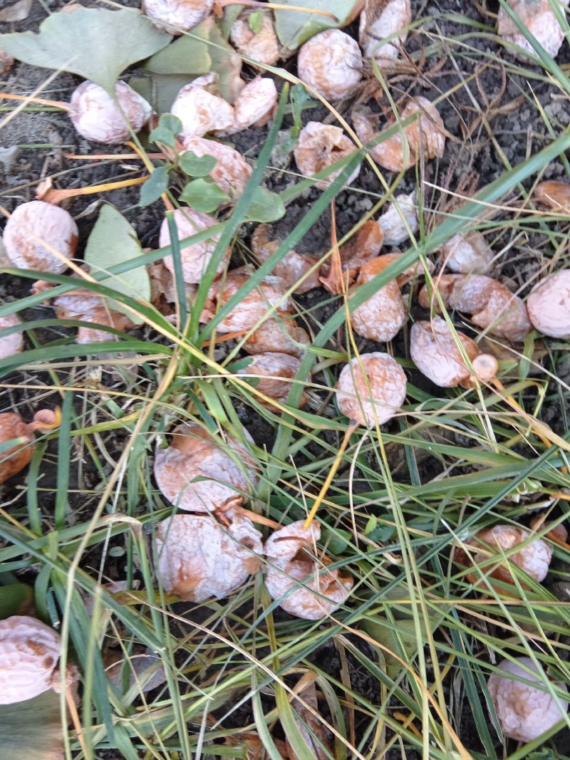白果