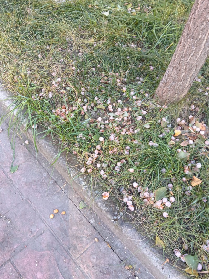 白果