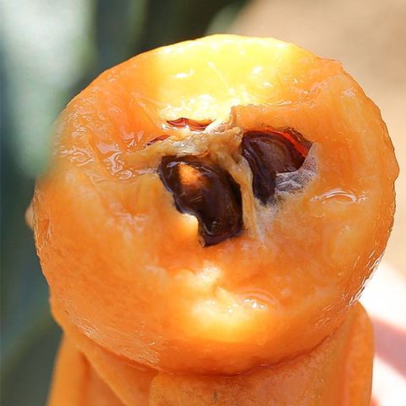 蒙自枇杷