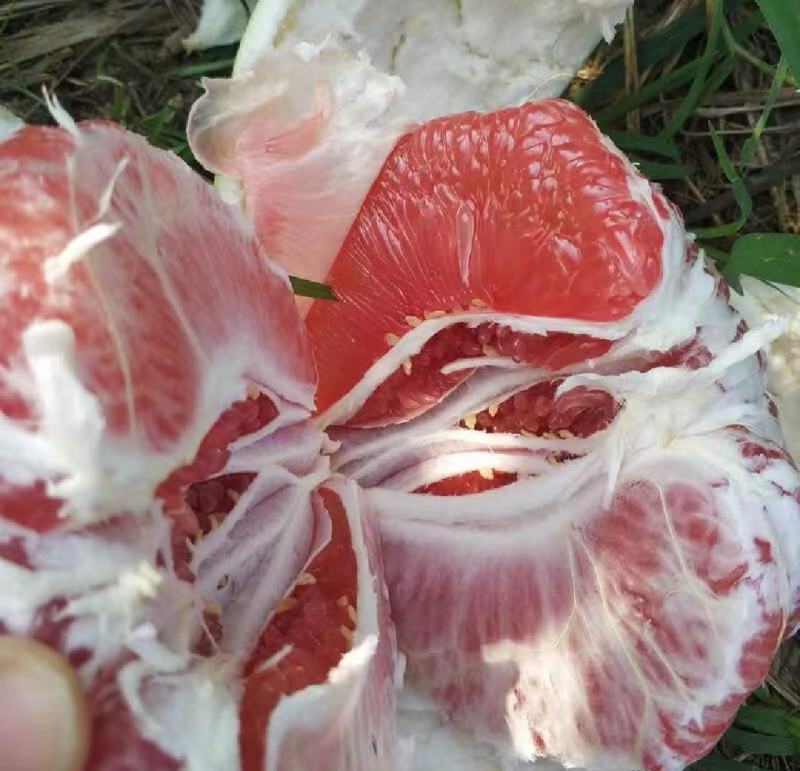 【推荐】三红柚大量供应新鲜采摘四川资中产地直发皮薄肉多