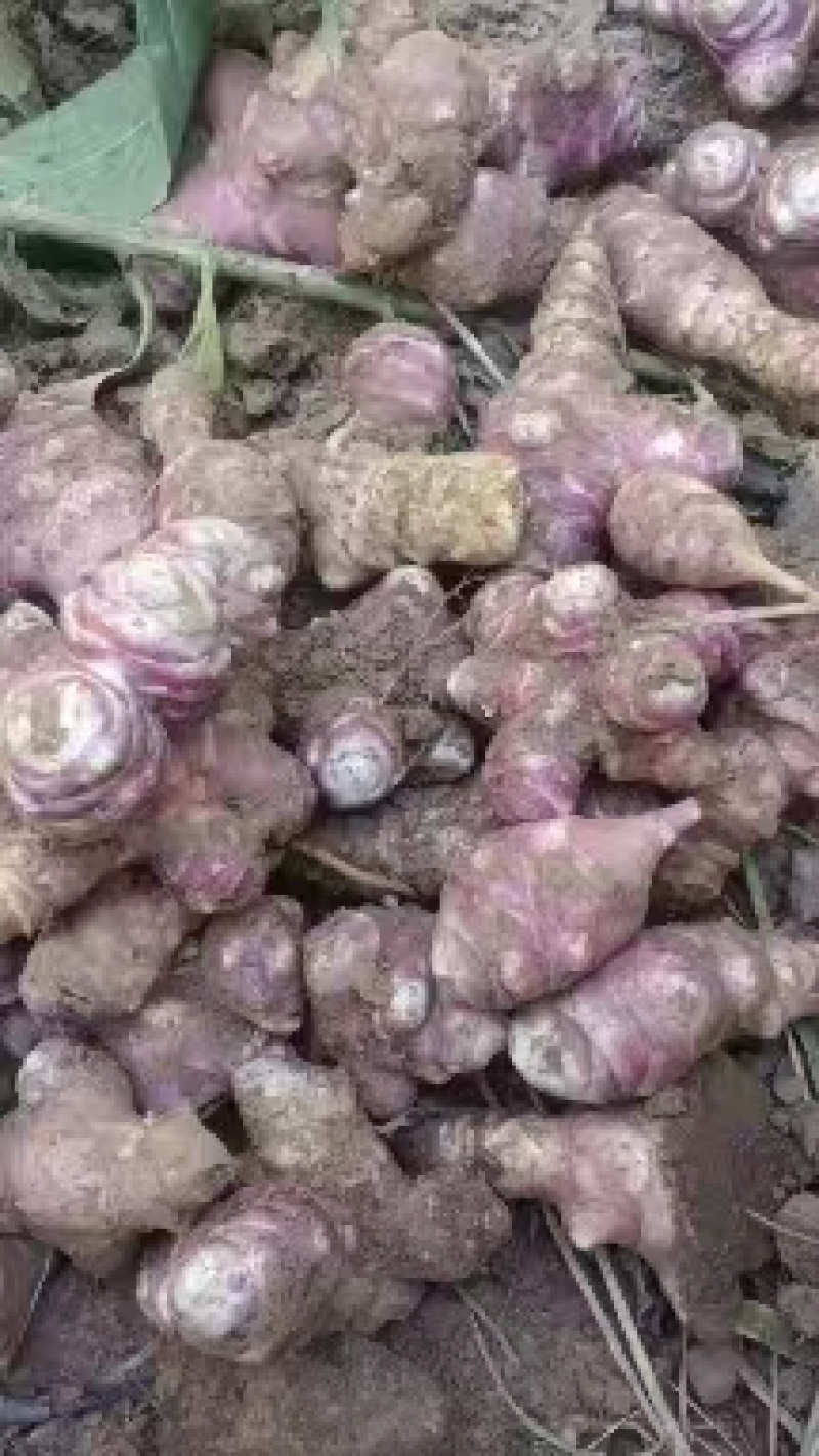 灵宝沙土地洋姜菊芋沙土地红白洋姜
