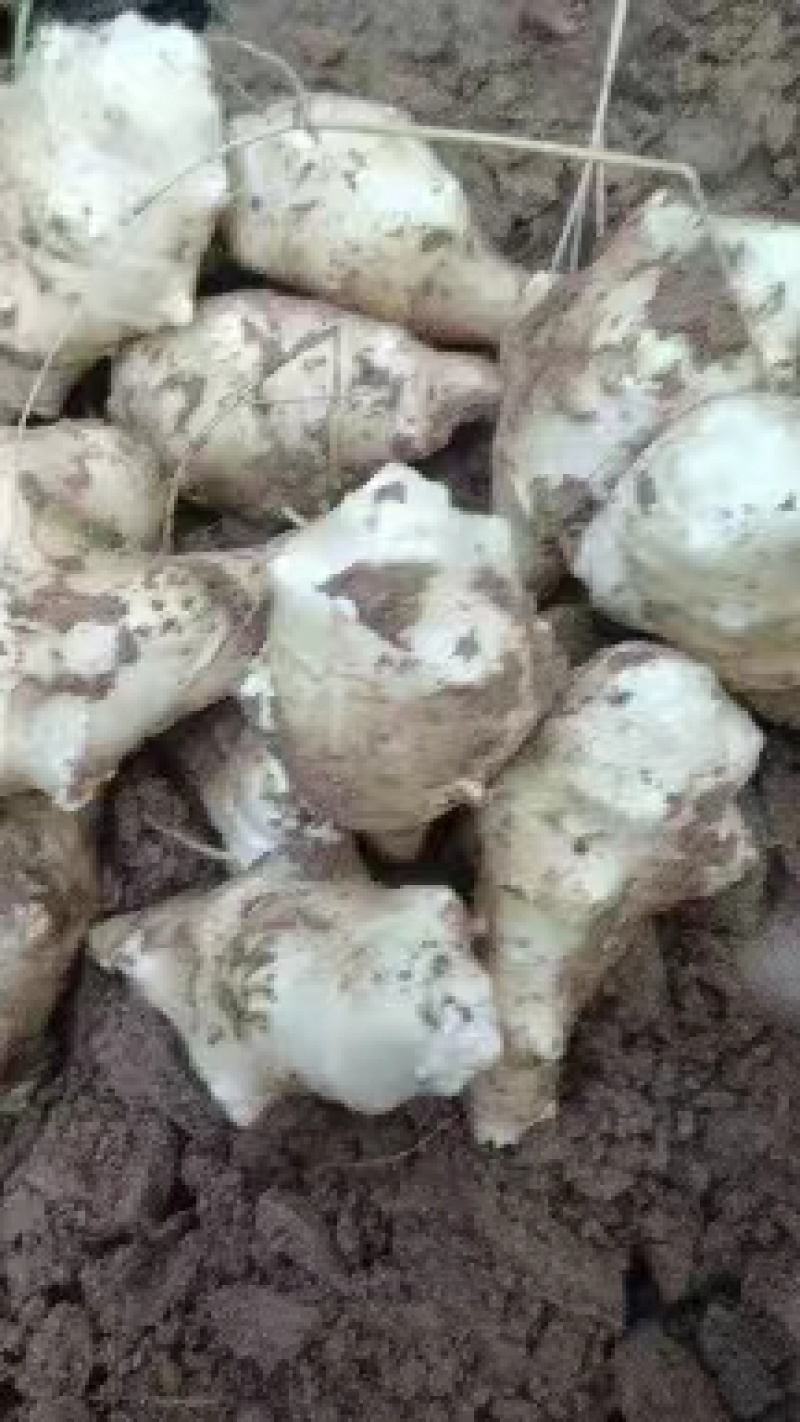 灵宝沙土地洋姜菊芋沙土地红白洋姜