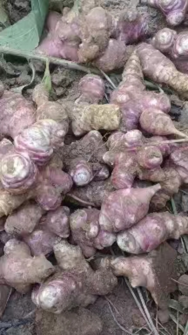 灵宝沙土地洋姜菊芋沙土地红白洋姜