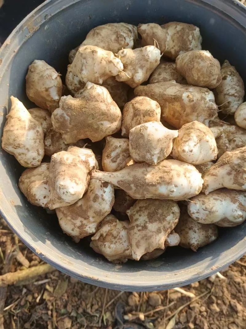 灵宝沙土地洋姜菊芋沙土地红白洋姜