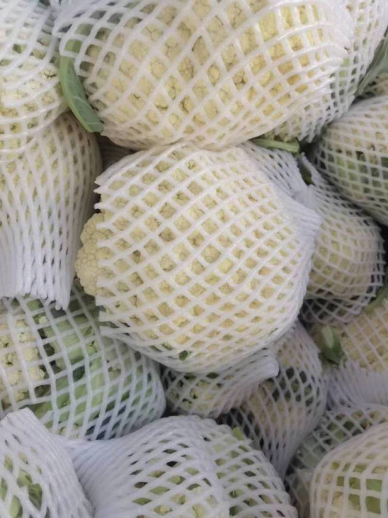 大量菜花现货江苏徐州沛县，货源充足欢迎采购