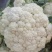 大量菜花现货江苏徐州沛县，货源充足欢迎采购