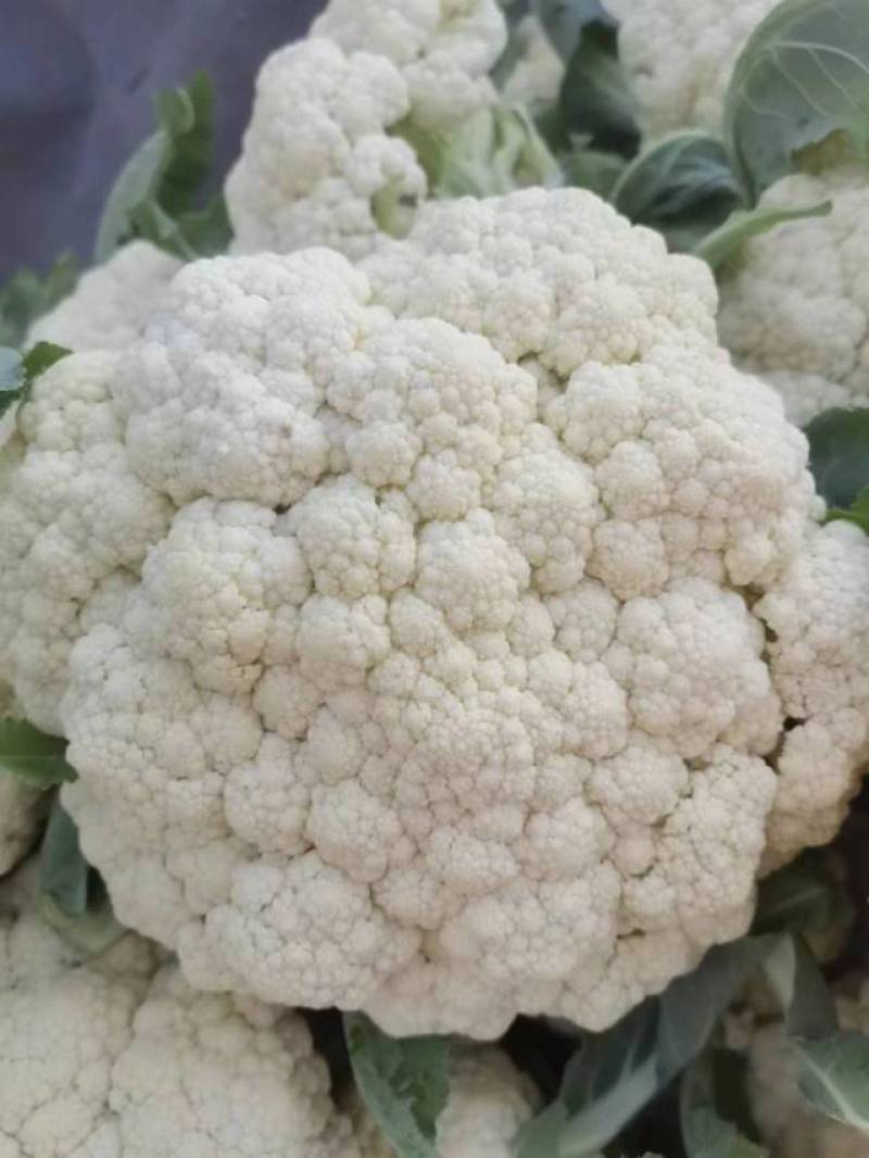 大量菜花现货江苏徐州沛县，货源充足欢迎采购
