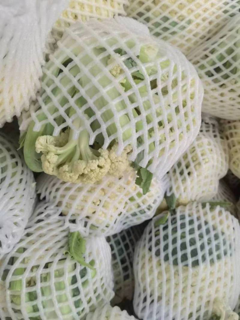 大量菜花现货江苏徐州沛县，货源充足欢迎采购