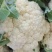 大量菜花现货江苏徐州沛县，货源充足欢迎采购