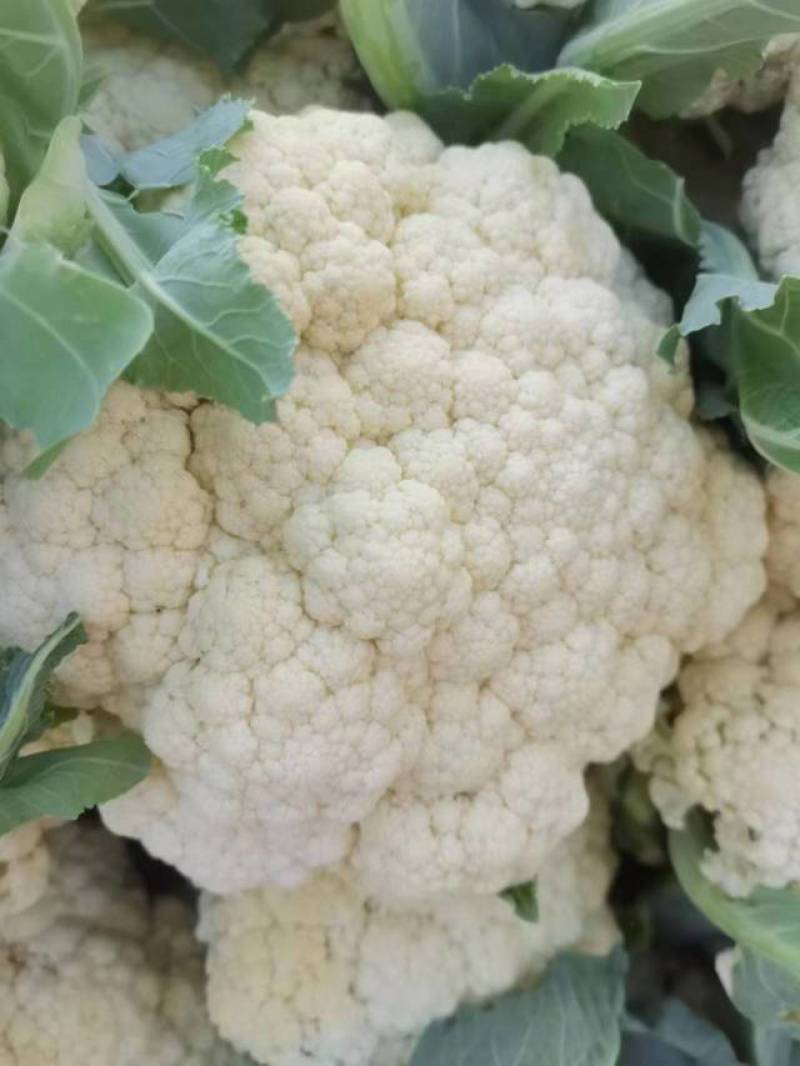 大量菜花现货江苏徐州沛县，货源充足欢迎采购