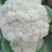 大量菜花现货江苏徐州沛县，货源充足欢迎采购